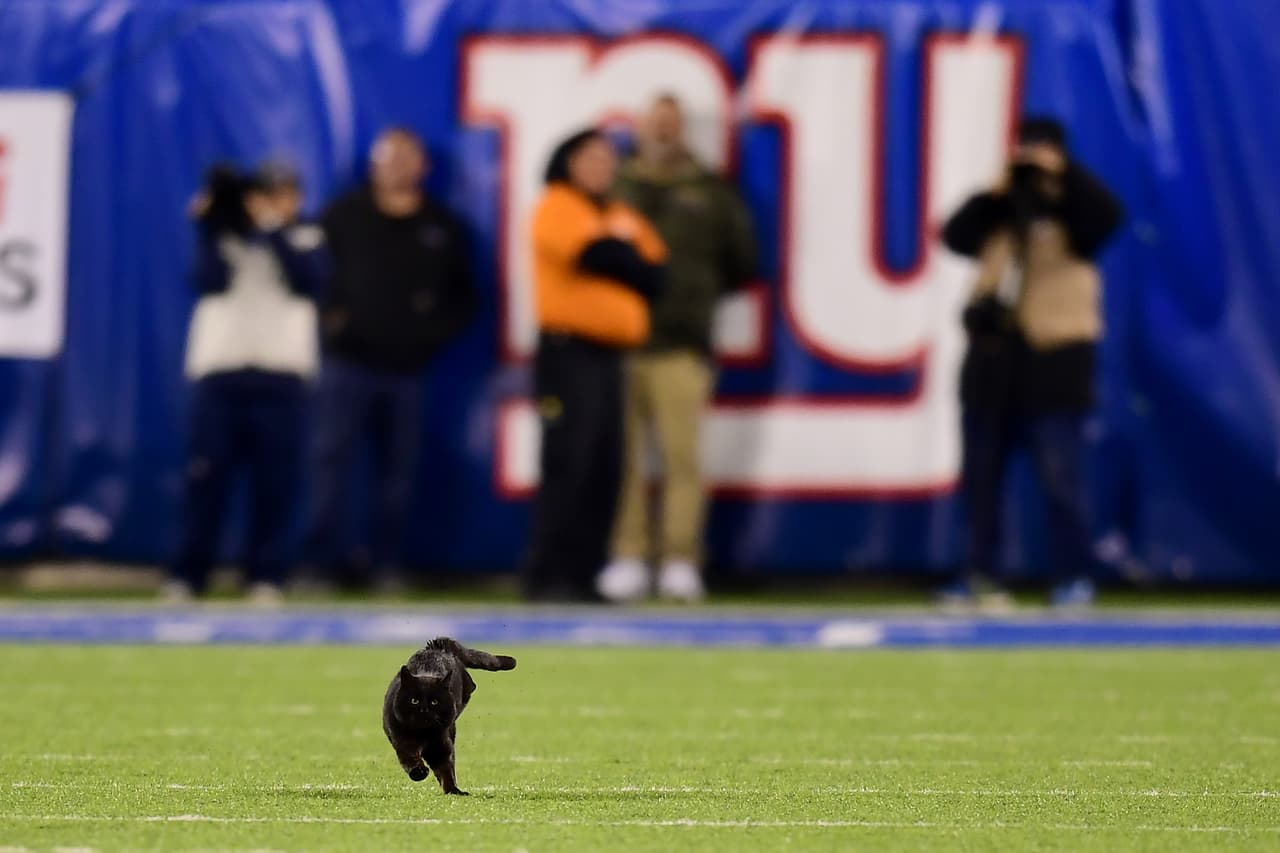 Un gato negro apareció durante el partido entre los New York Giants y los Dallas Cowboys. El gato corrió por todo el campo hasta antes de llegar a la zona de anotación.