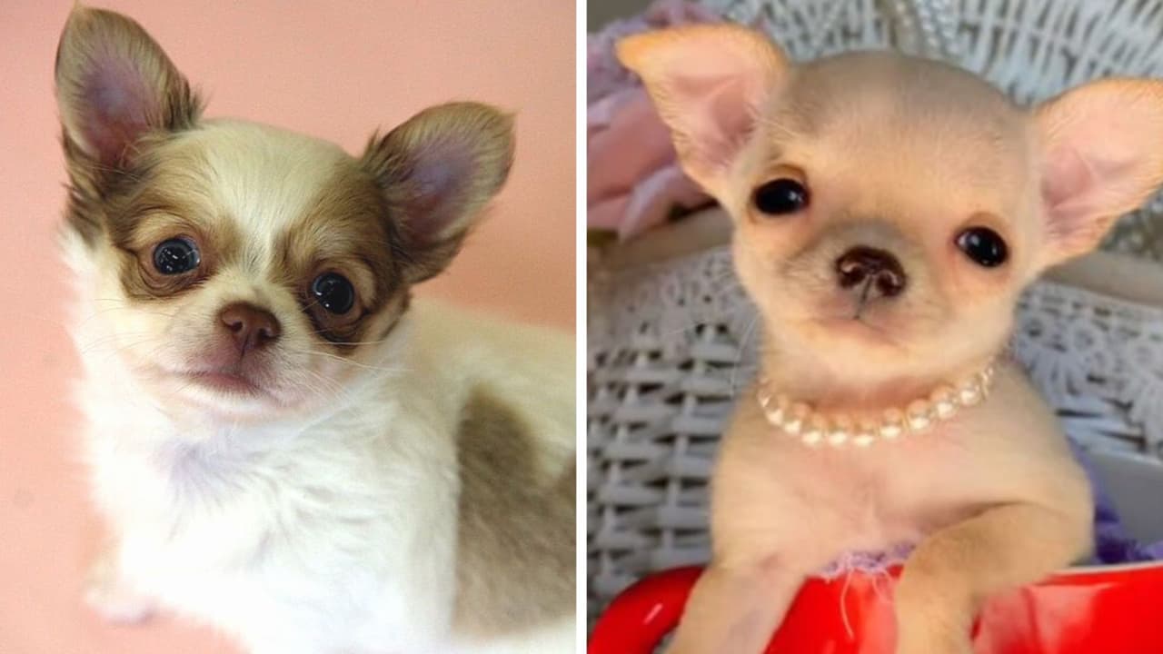  Compró un "chihuahua" y cuando creció se dio cuenta de que la engañaron: así luce el perrito