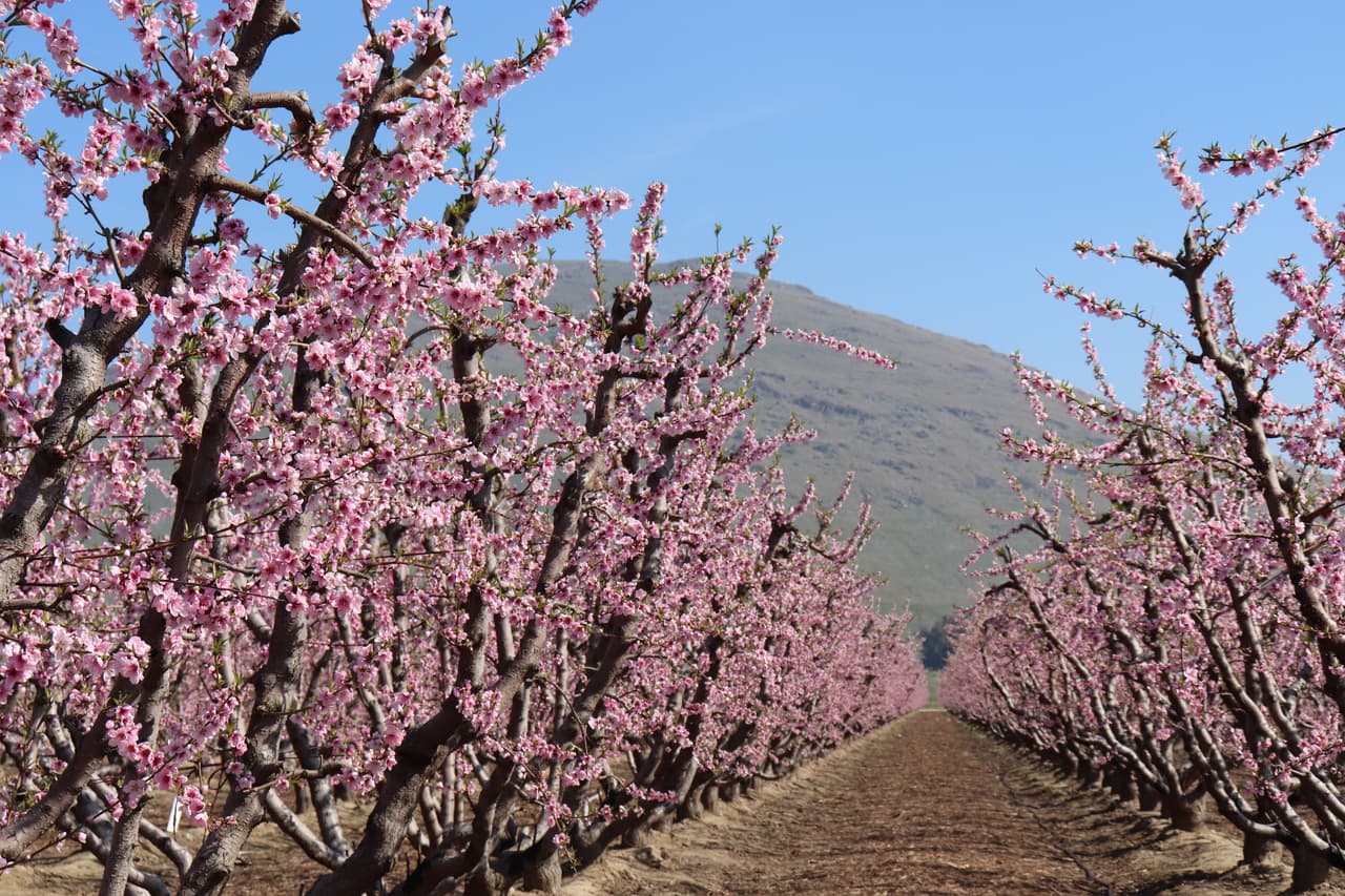 La denominada temporada Blosson Trail o 'sendero florido' está a la vuelta de la esquina y las cámaras de comercio de las ciudades de Sanger, Kingsburg, Reedley, Orange Cove, Selma y Fowler unen esfuerzos para promover la ruta como un destino turístico.