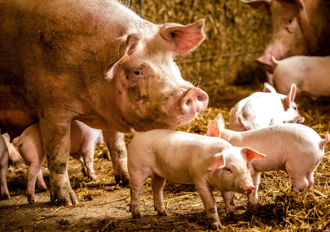 Cuba: Cerdo nace con cara de mono