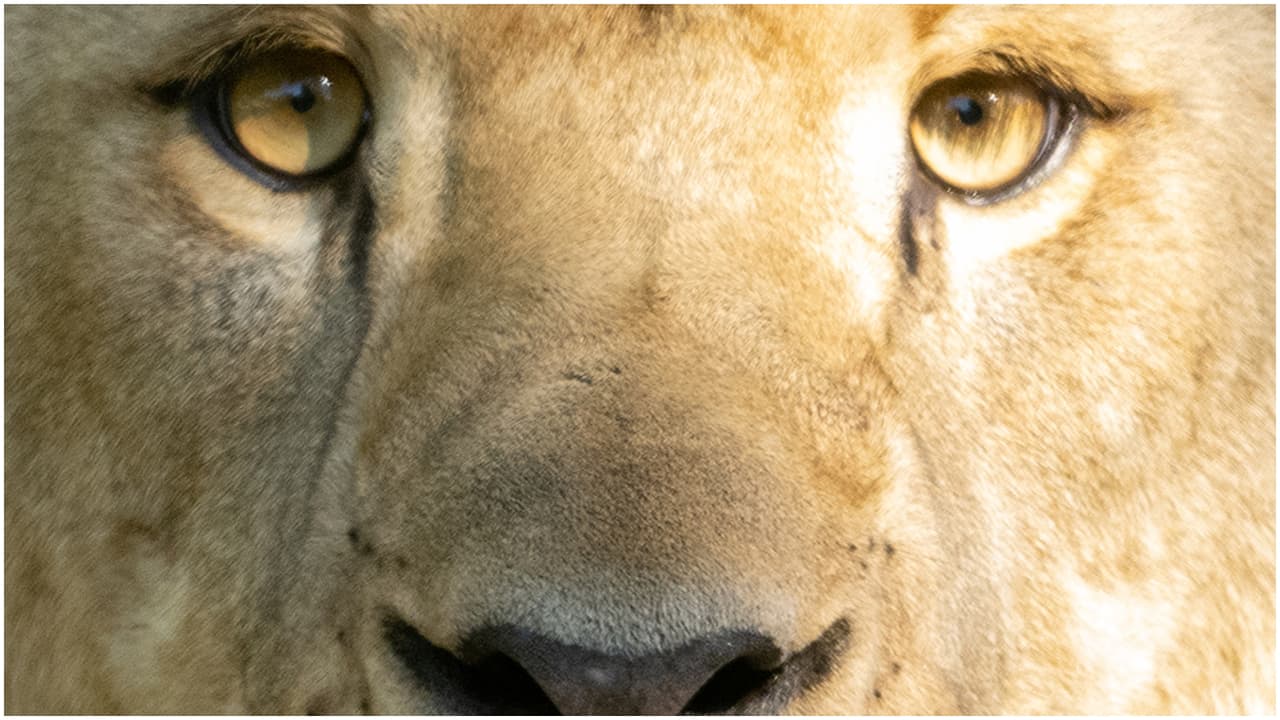 Azizi y Jasiri representan la base de un plan a largo plazo para restablecer una manada en el Zoológico de Miami