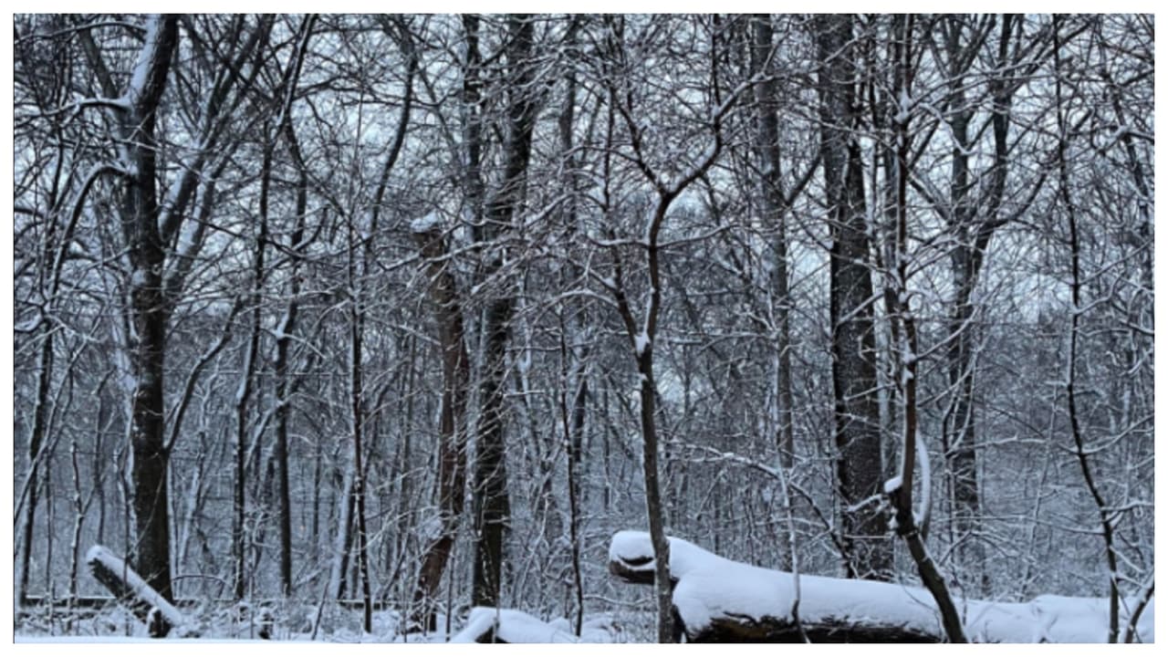 "La magia de la naturaleza". Autora: Susana Encarnacion.
