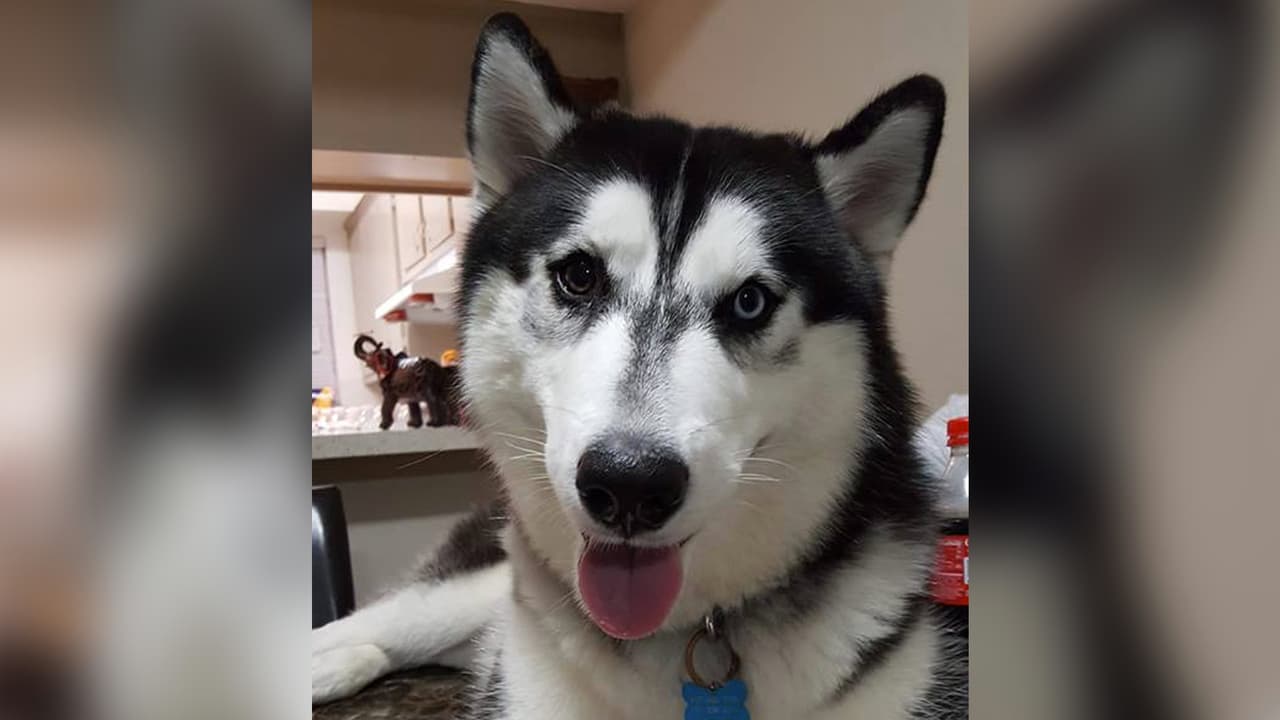 “El bebé de la casa, Lobu 🐶”, escribió Jocelyn Solórzano.