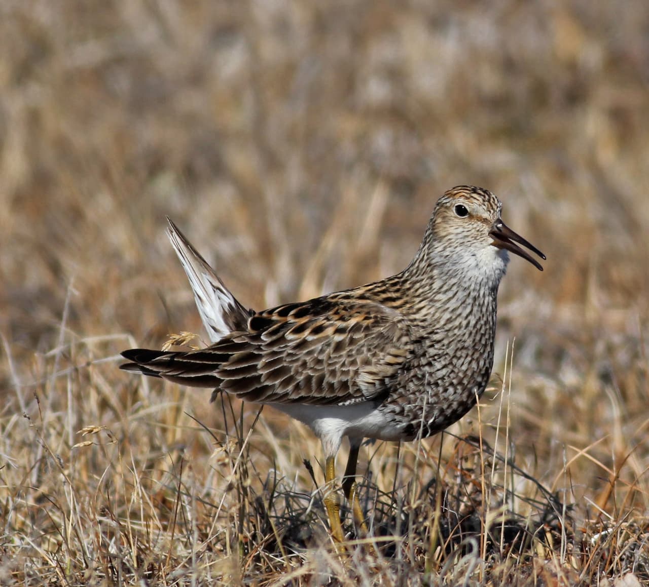 El playerito pectoral (Calidris Melanotos) es una de las aves que están siendo expuestas a altos niveles de mercurio en Alaska.