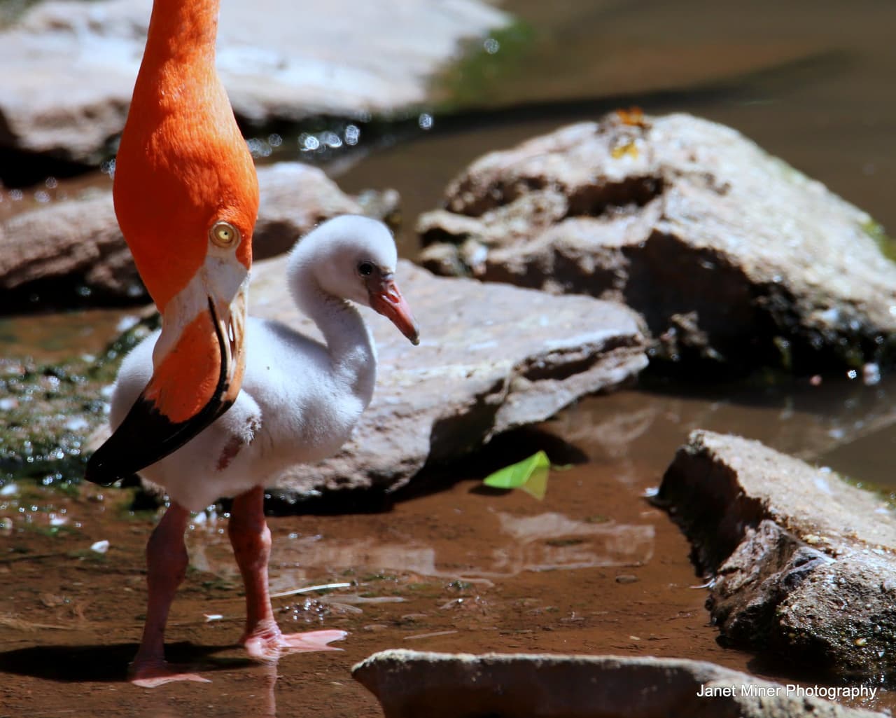 Mira cuanta ternura en este bebé flamenco que nació en el zoológico de Filadelfia 
