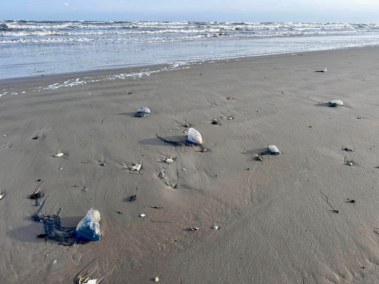 Durante condiciones de grandes olas, los tentáculos pueden desprender burbujas de gas azul que flota en el agua.
<br>
<br>Se calcula que la presencia de carabelas portuguesas estará en las playas de Texas durante algunos pocos días.