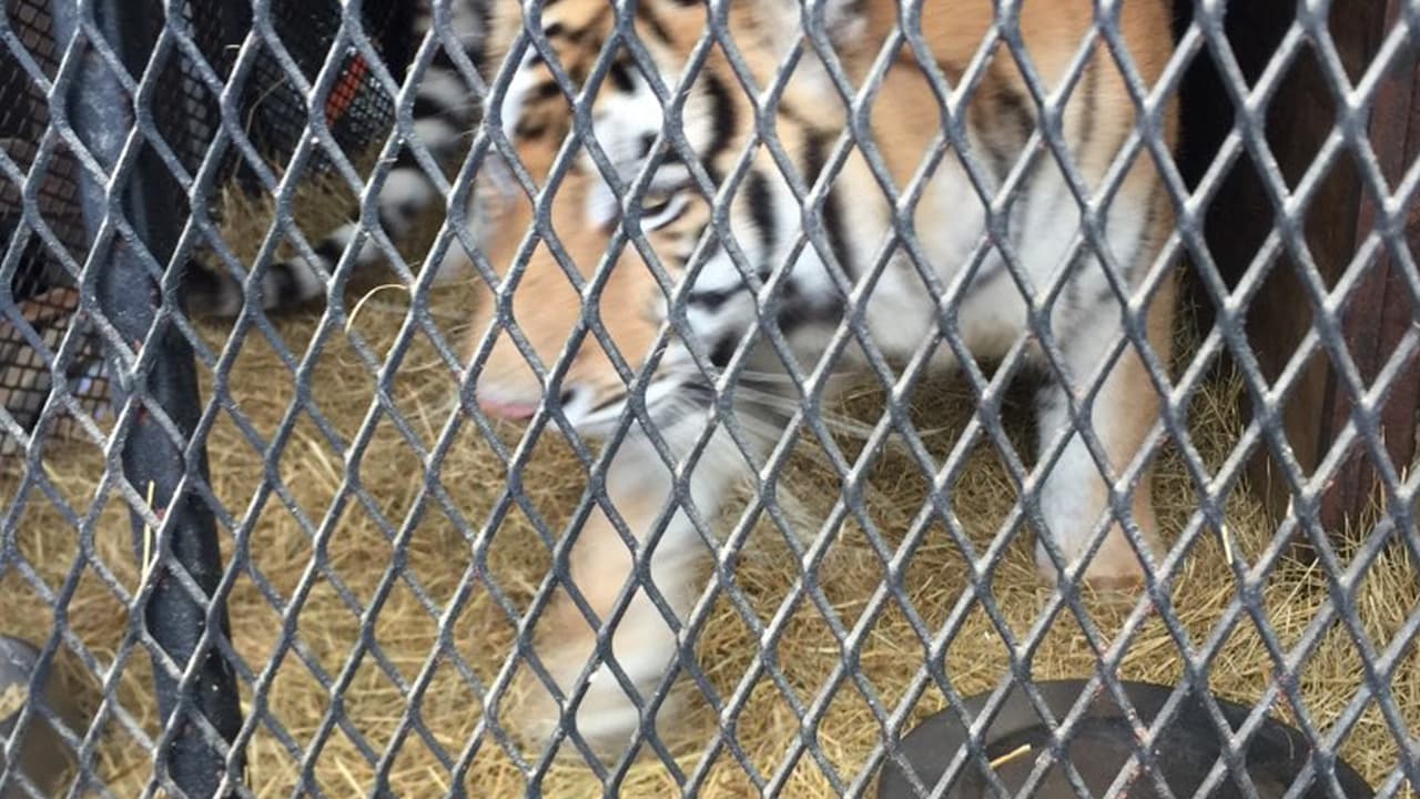 Luego de su rescate, el misterio sobre su procedencia, su dueño y cómo llegó hasta el vecindario donde lo tenían cautivo aún no se resuelve.