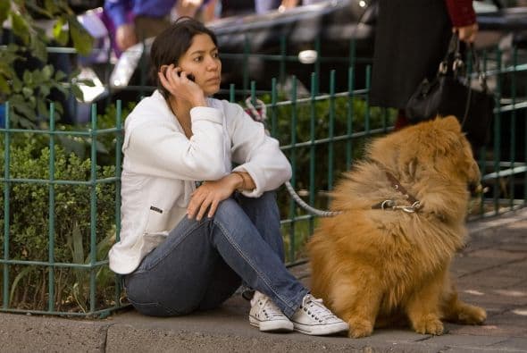 Una solución para combatir la sobrepoblación canina y felina sería la esterilización, en vez de matar a los animales.