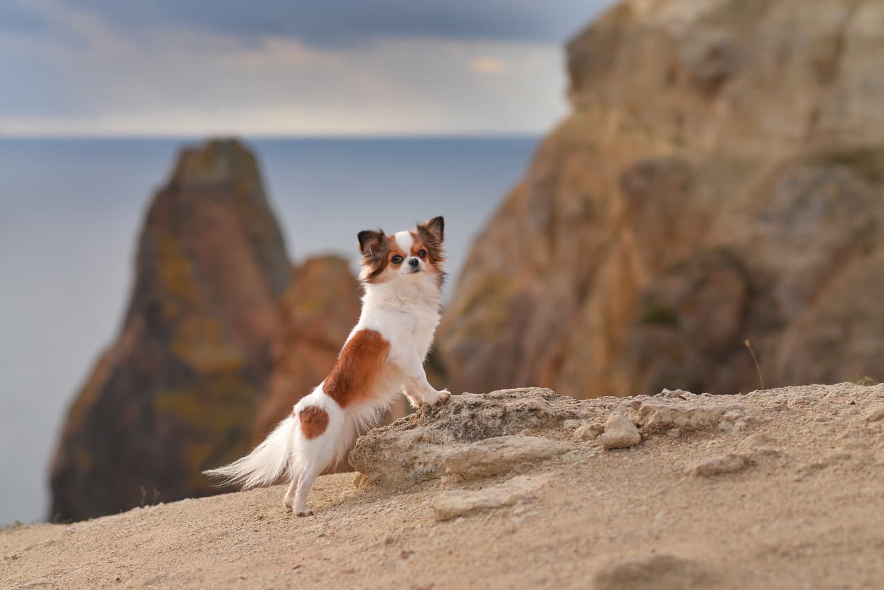 <h3 class="cms-H3-H3">8. Papillón</h3>
<br>
<br>Se trata de una raza alegre y alerta, lejos de ser tímida o agresiva, 
<b>que no mide más de 11 pulgadas de alto. </b>
<br>
<br>