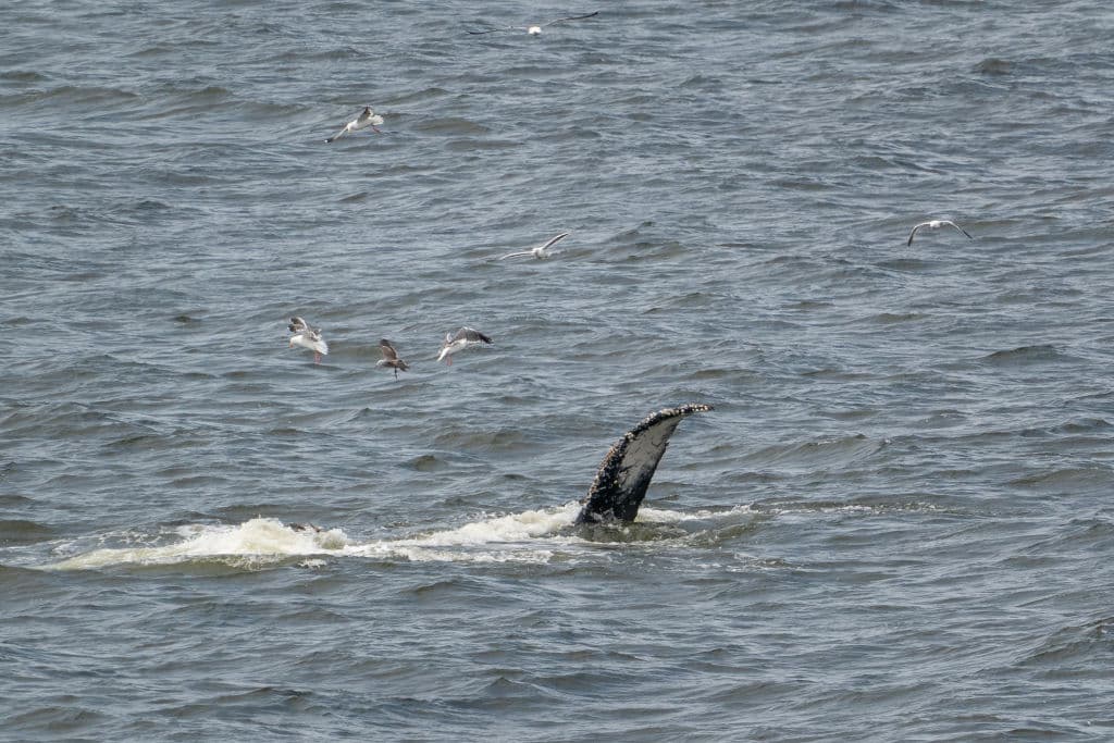 Entre las características que las distinguen, están sus largas aletas pectorales, que exhiben en Pacífica ajenas de la atención que captan del público.