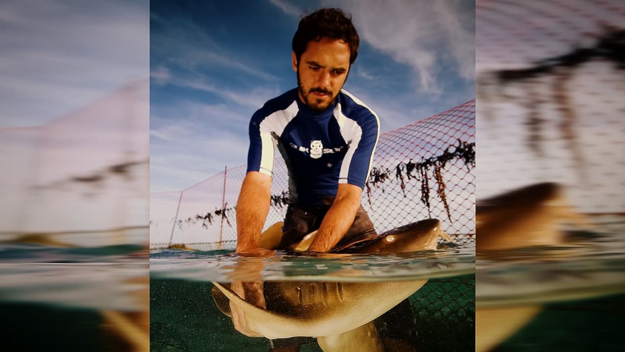 La tribu indígena Wayuu y su búsqueda de alternativas para abandonar las redes y proteger sus tiburones