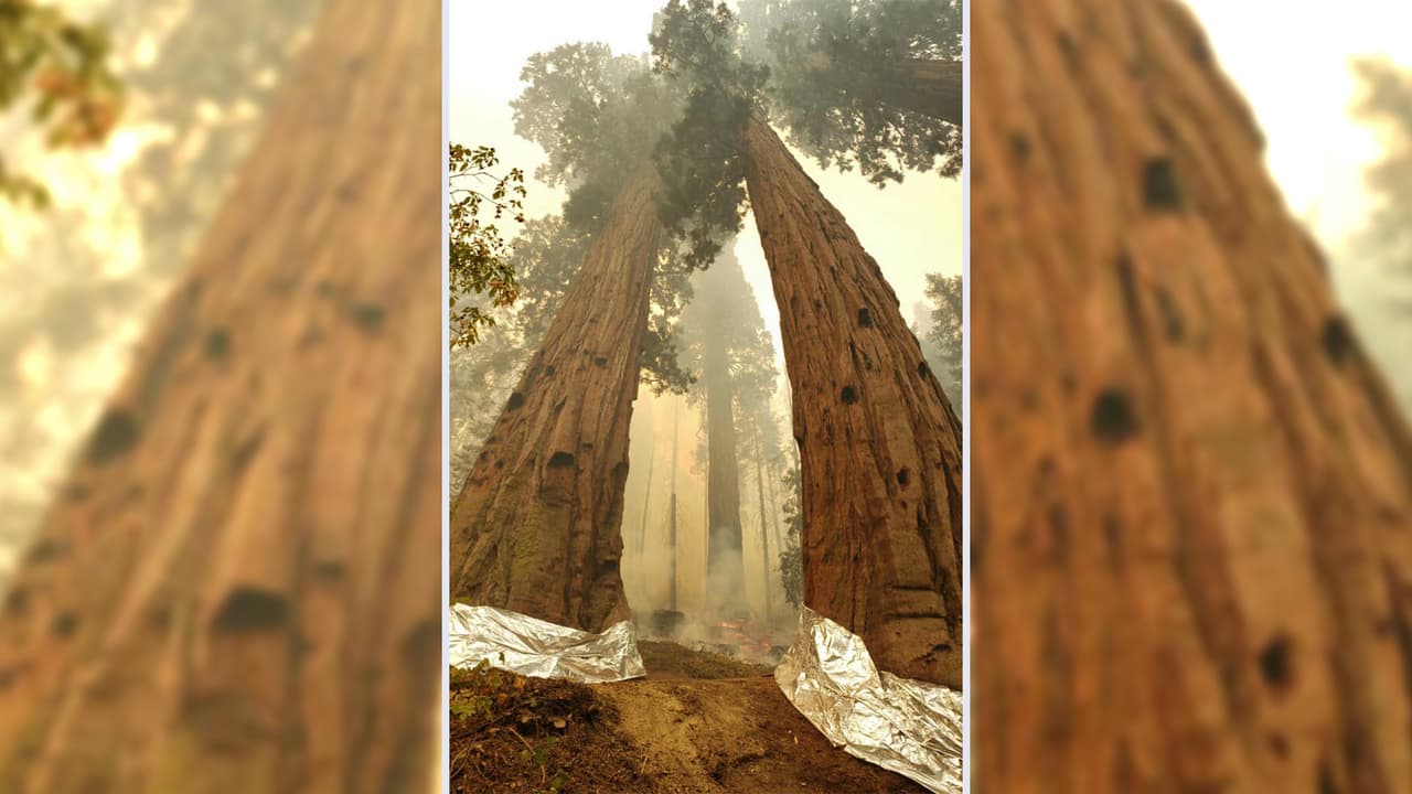 Otro incendio, conocido como Windy Fire, también arde en las montañas de Tulare en la reserva india Tule. Ha consumido casi 24 mil acres, y lleva un 4% de contención.