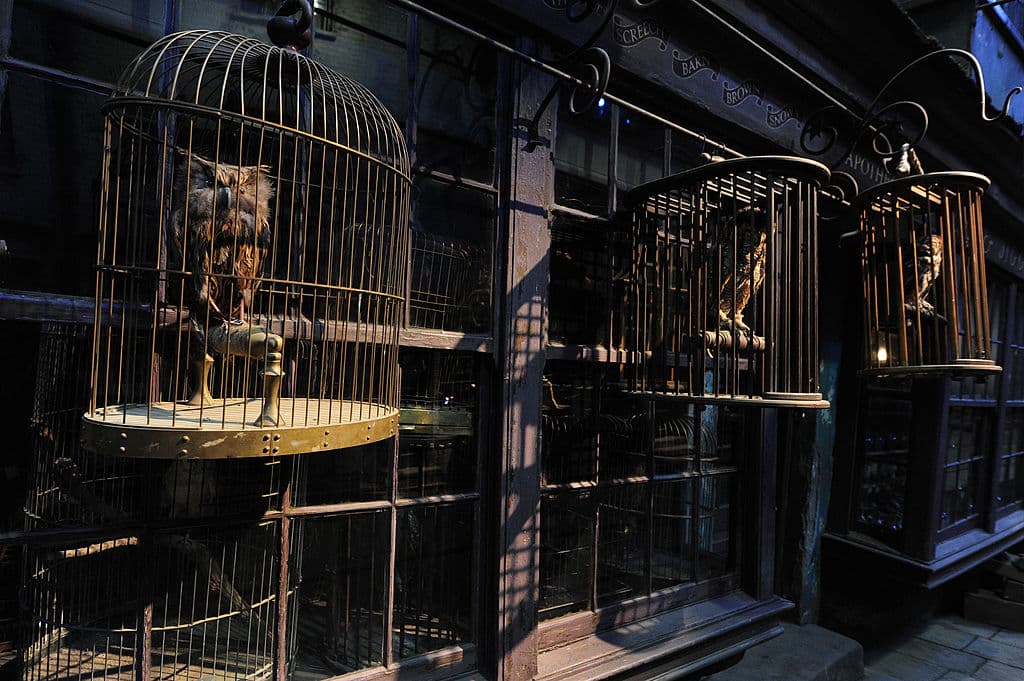 Las productoras realmente entrenaron a los búhos para llevar cartas.