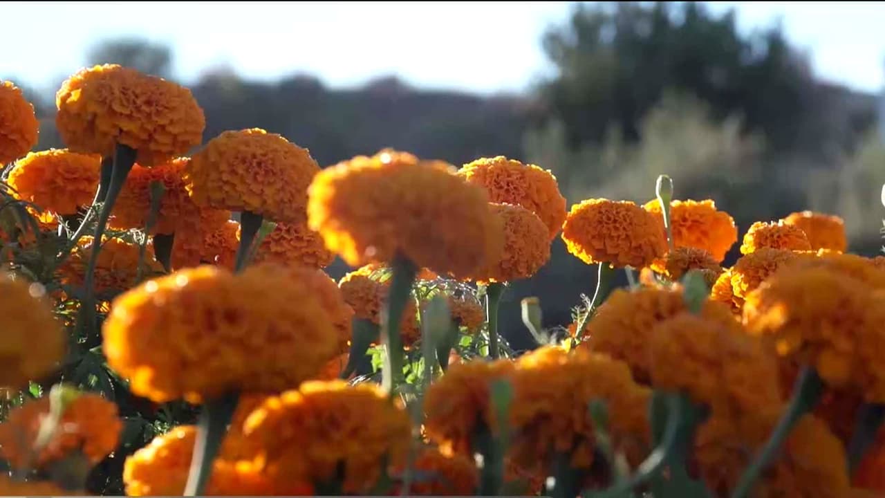 La flor de cempasúchil mantiene viva la tradición de los altares en el sur de California