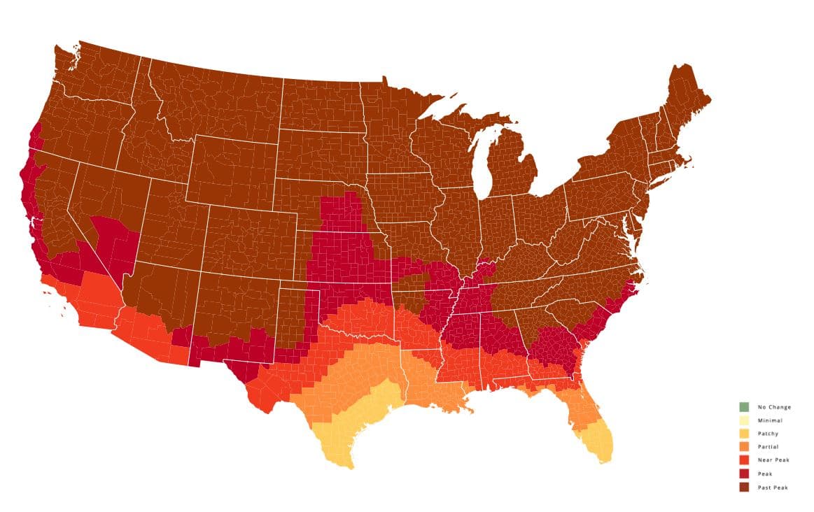 <b>Semana del 1 de noviembre:</b> El pico de la temporada se ha movido hacia la esquina sureste de Carolina del Norte.
<br>