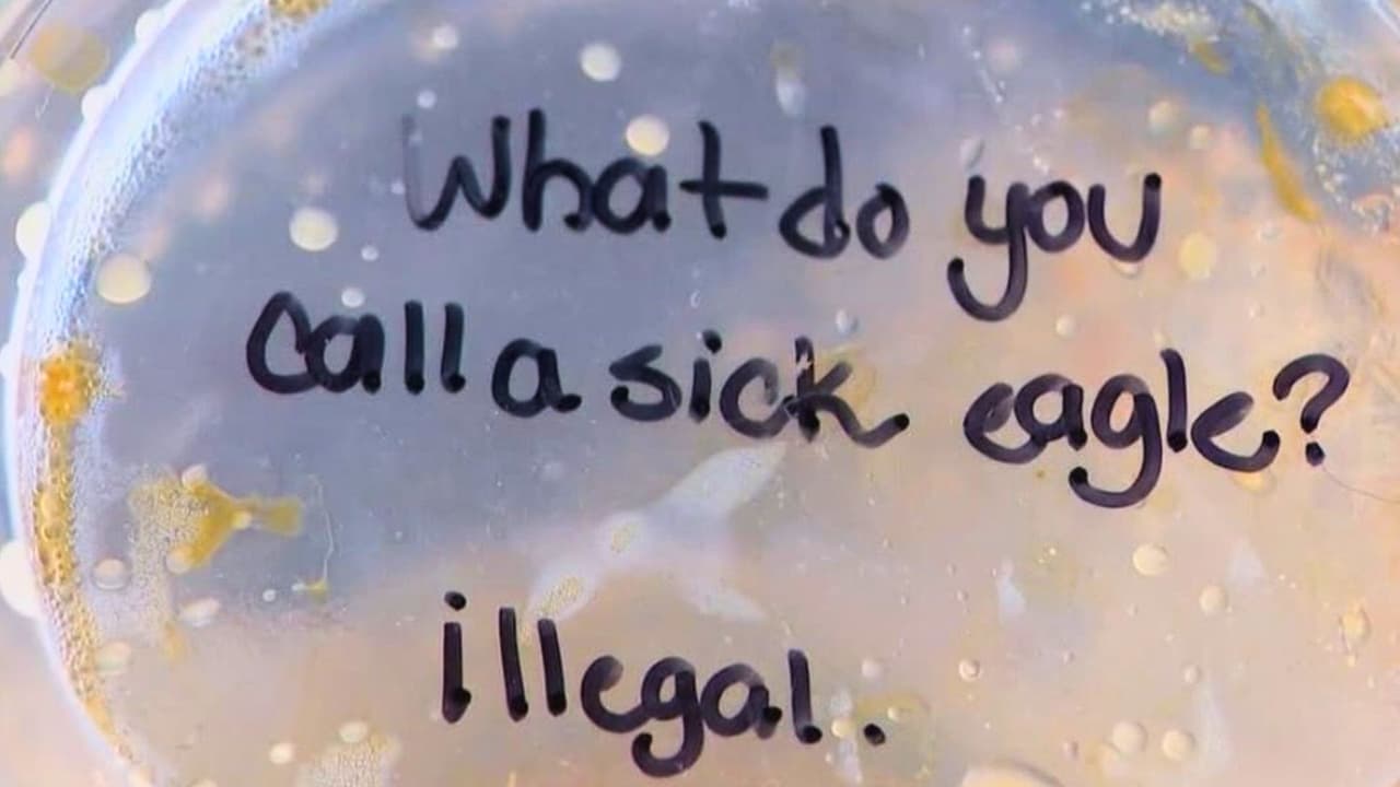 La frase escrita es un juego de palabras en inglés que termina con “ilegal”. Aunque no tiene sentido en español, juega con la rima entre “eagle” (águila) e “illegal” (ilegal).