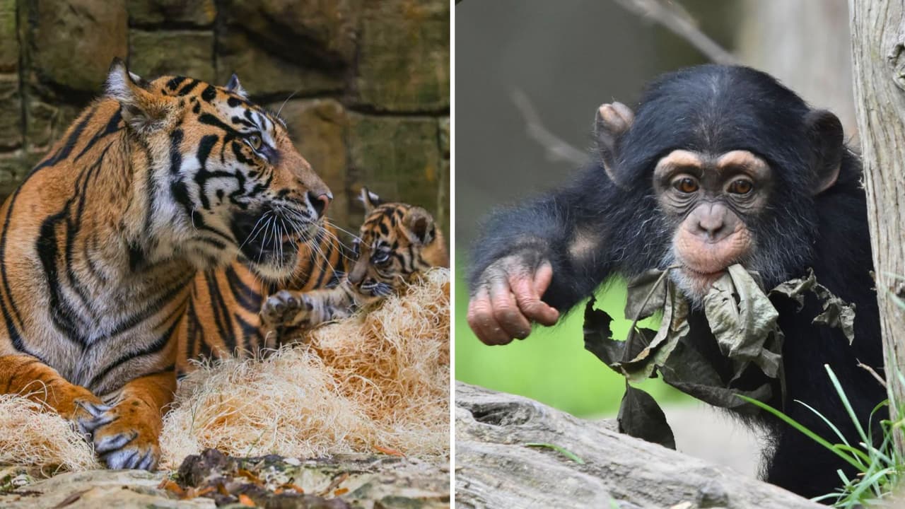 Zoológico de Dallas ofrecerá entradas a $1 por un día: cuándo y cómo conseguir boletos