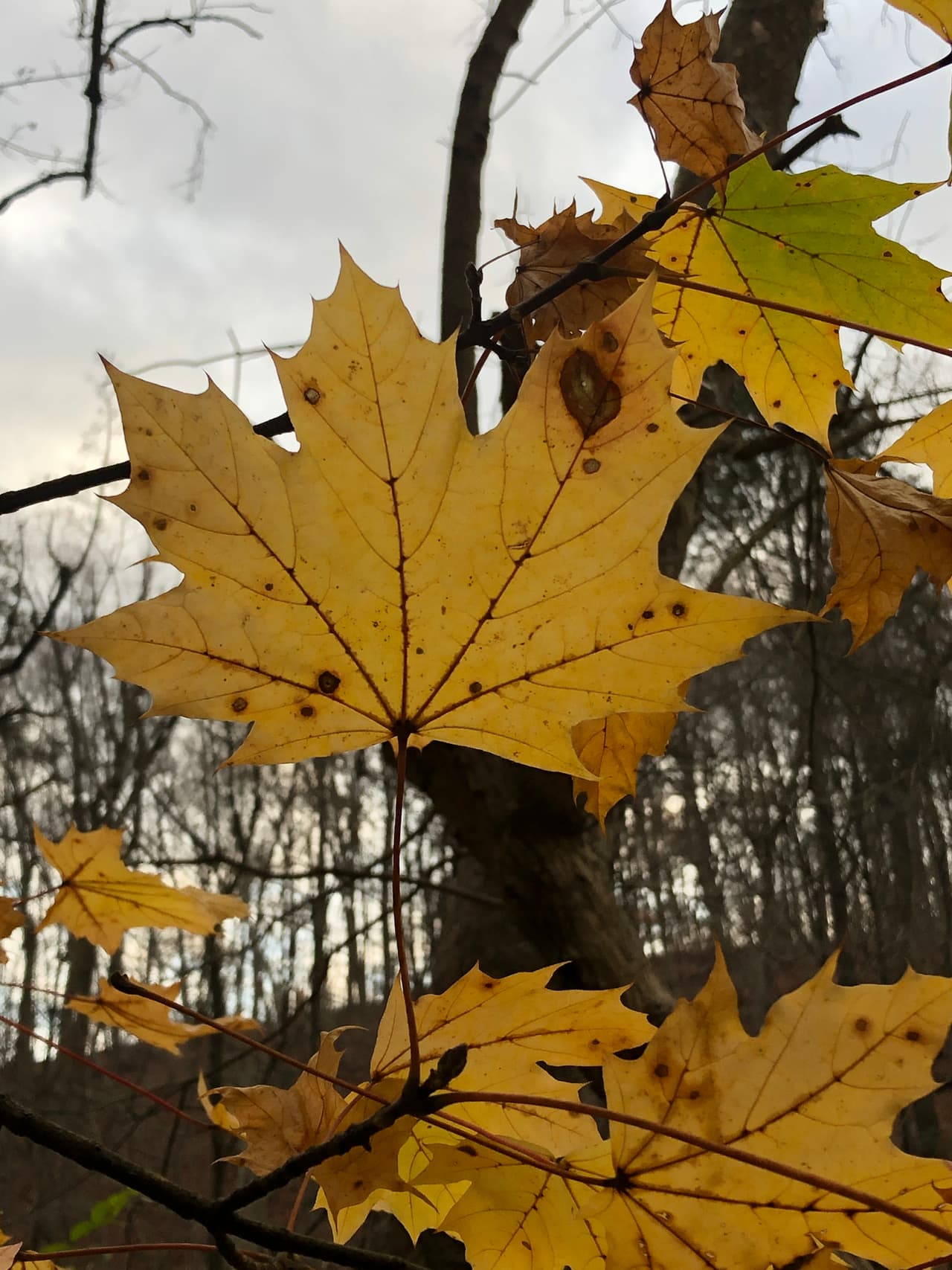 <a href="https://www.univision.com/local/philadelphia-wuvp/una-de-las-mejores-ciudades-en-estados-unidos-para-ver-los-cambios-en-el-follaje-de-otono-esta-en-pensilvania">Pensilvania es conocido por su variedad en flora y fauna.</a> Disfrute de los diferentes tipos de hojas y sus colores de temporada. Entre amarillos, terracotas y varios tonos de verde, es todo una experiencia.