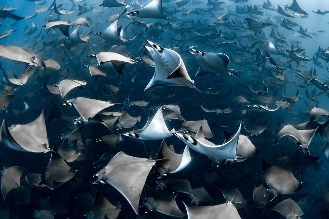 <b>Un grupo de mantarrayas mobula en Baja California, México.</b> Esta fotografía le hizo merecer a su autora, 
<a href="https://nadiaaly.com/"><u>Nadia Ally</u></a>, el premio 
<a href="https://www.instagram.com/nadia.aly.photo/"><u>Ocean Photographer of the Year 2020</u></a> (fotógrafa del año 2020, en español) de la revista Oceanographic.
<br>