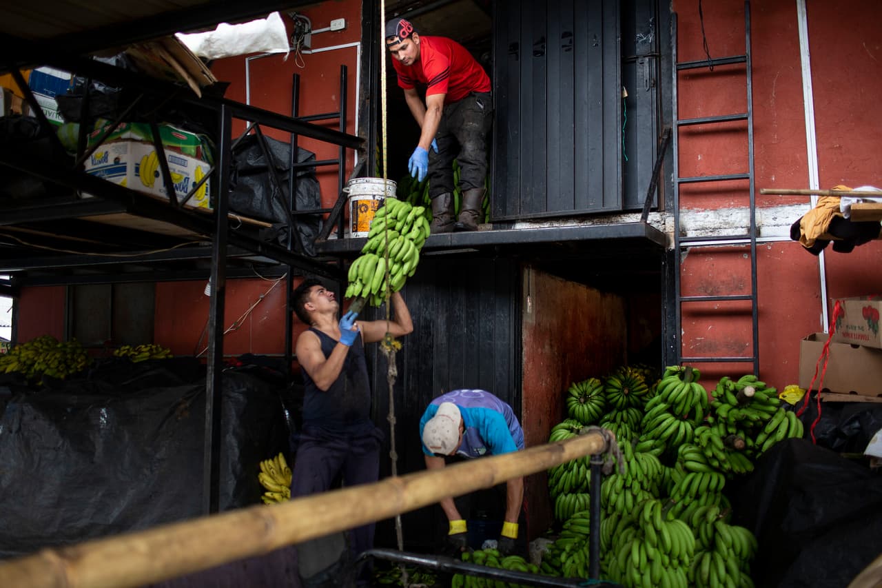 Descargadores de plátanos en el Mercado Mayorista, una de las mayores despensas de Ecuador.