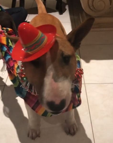 Jalapeño llegó a la familia de Lili en 2013, cuando la presentadora compartió a través de Twitter la primera imagen del peludo.
<br>