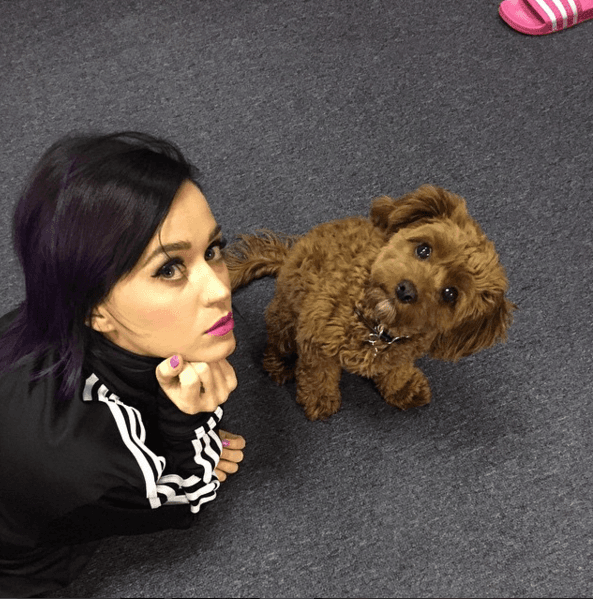 ¡Un perro consentido! Katy se divierte con esta pequeña mascota.