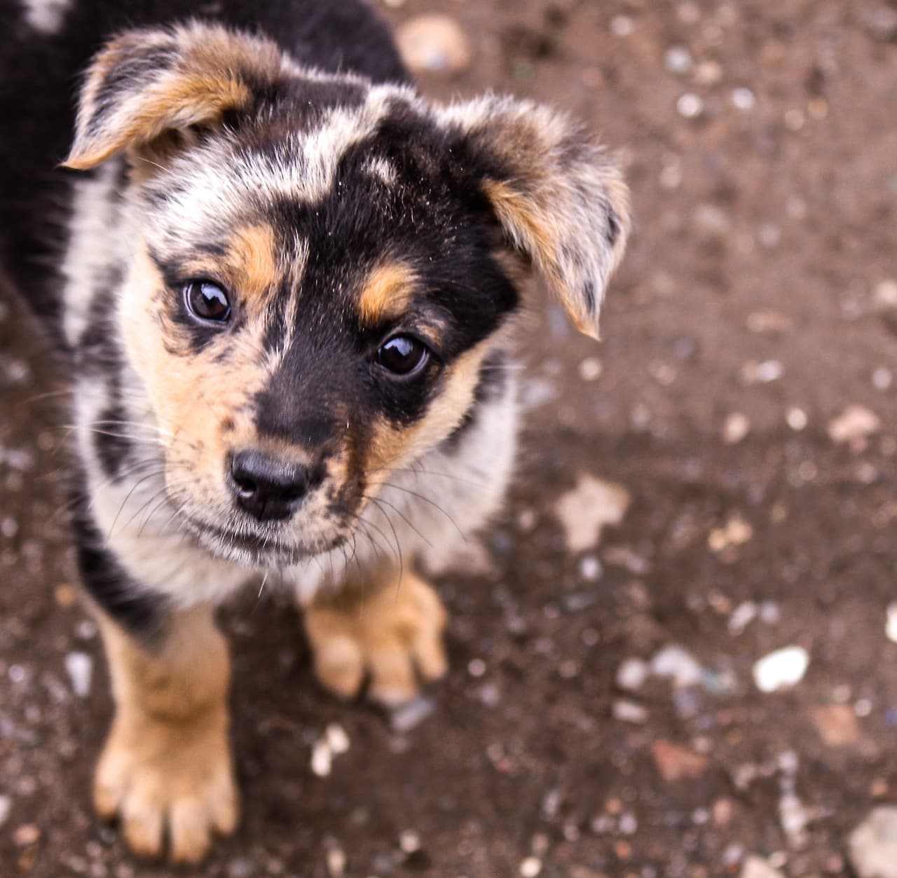 'Tigre' uno de los cientos de perros retratados por Jimena Hoyos en las calles.