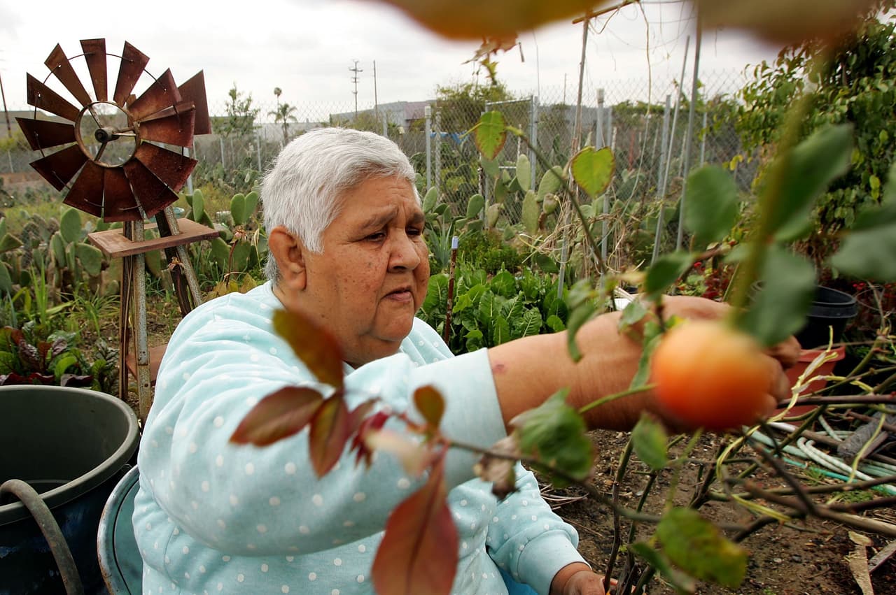 Expertos aseguran que el tipo de alimentos que compran los latinos y el estilo de vida que llevan está teniendo un efecto
<b> </b>en las altas tasas de enfermedades durante la vejez.