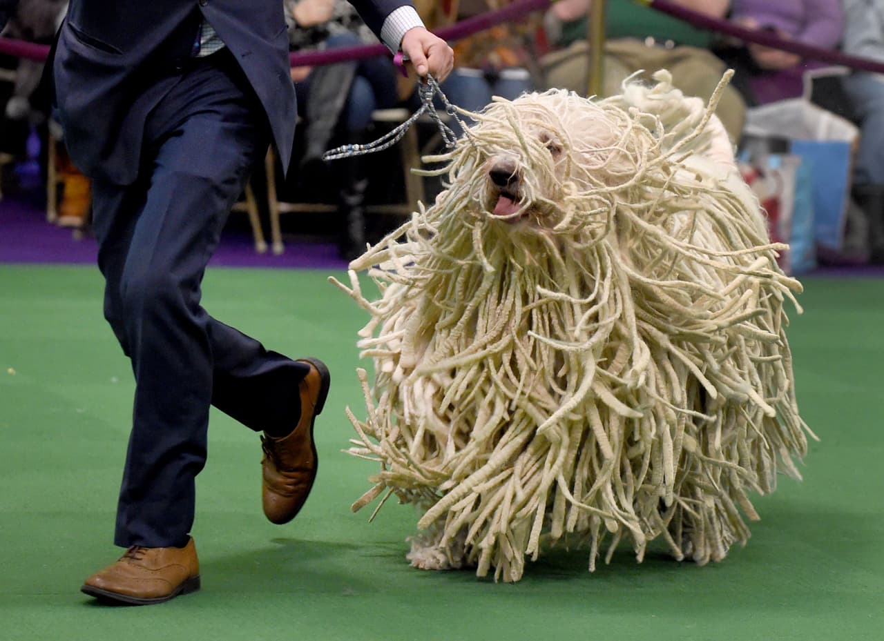 Un perro de raza Komondor salió en el 140th Annual Dog Show el 16 de febrero de 2016 en Nueva York. AFP / Timothy A. CLARY.