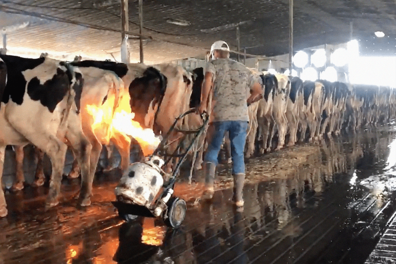 Según la ARM, la rutina de algunas granjas es quemar los pelos de las ubres de las vacas como un atajo para desinfectar los pezones antes de ordeñar. Misión de Recuperación Animal contactó a las autoridades estatales y federales y solicitó una acción inmediata en contra de estas prácticas crueles.
