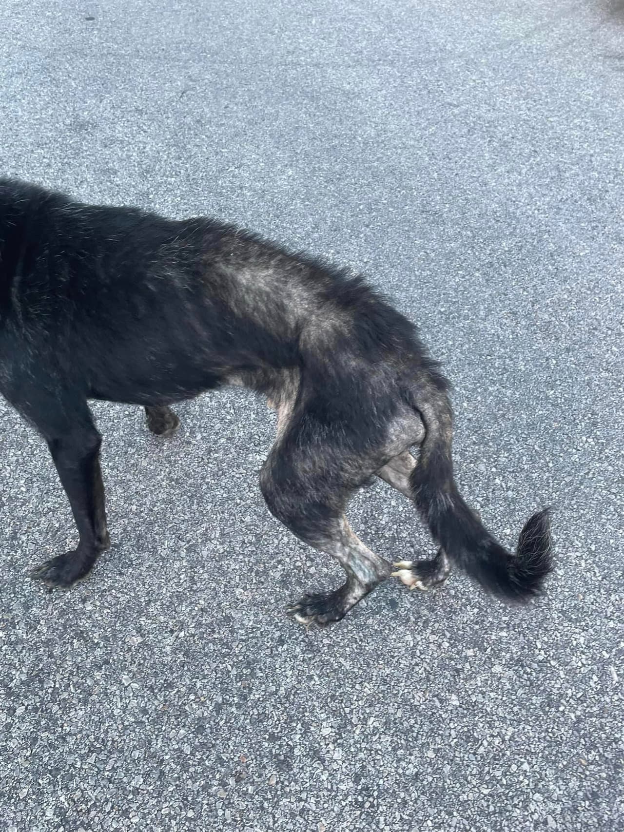 Se espera que luego de que los perros sean examinados, se agreguen más cargos contra Moore.
<br>
<br>Si sabes de algún caso de crueldad animal, lo puedes reportar anónimamente a la Oficina del Sheriff del Condado Bexar, al 210-335-6000.