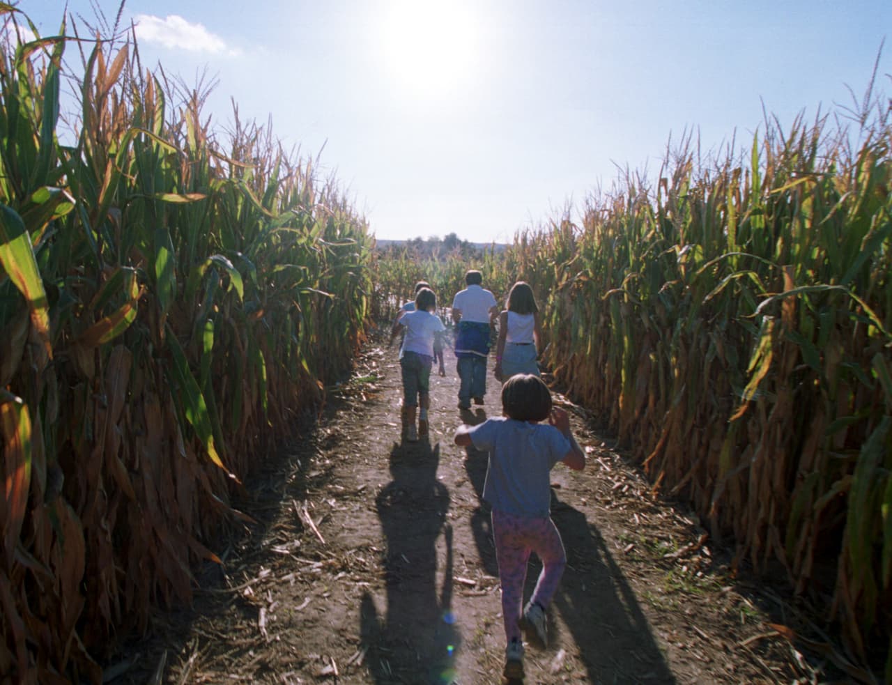 Los niños pueden disfrutar de un laberinto de maíz que ofrece descuentos en el otoño