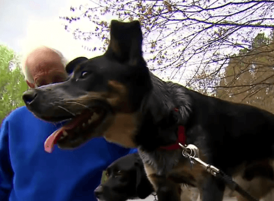 Tips para identificar a un perro agresivo y cómo actuar ante un ataque