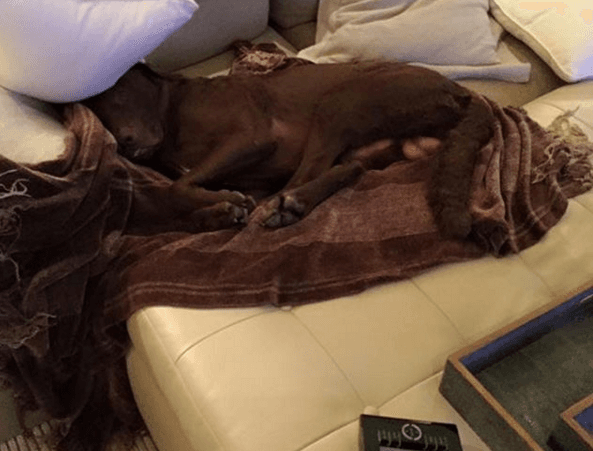 Este muchacho es el rey del hogar.