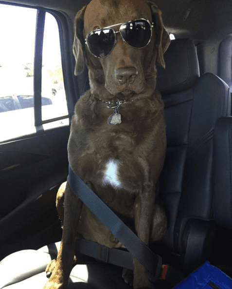 Es un travieso con su perro, pero aún así él es su gran compañero.