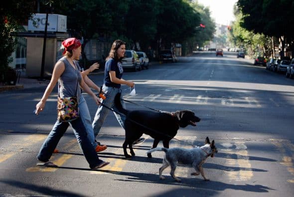 Por tal motivo y ante las cifras alarmantes de contaminación, la dependencia inició una campaña de nombre 'Sé un dueño responsable'.