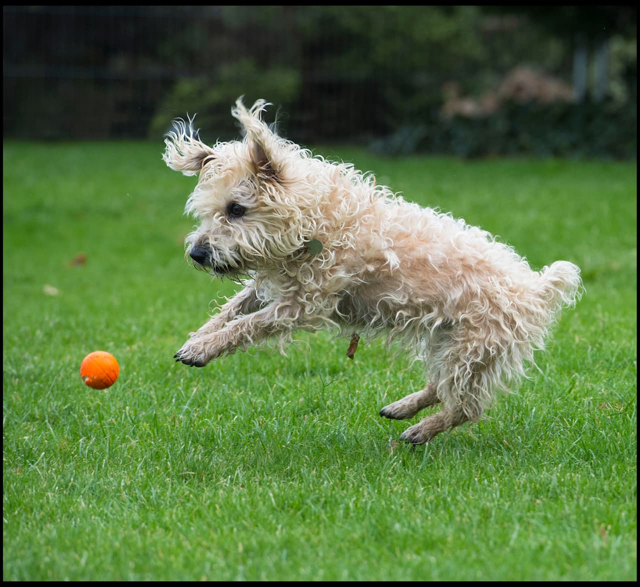Al final, Suki fue liberado. ¡Probablemente no vuelva a alejarse tanto!