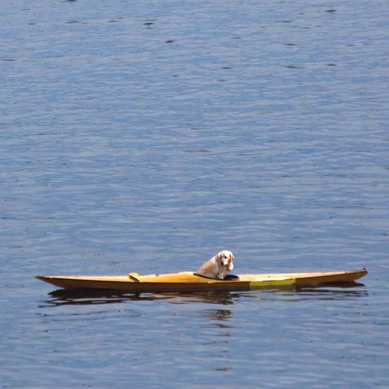 '¡Al agua perrita!', le dijeron a ella, aunque lo tomó demasiado literal. ¿no lo crees?