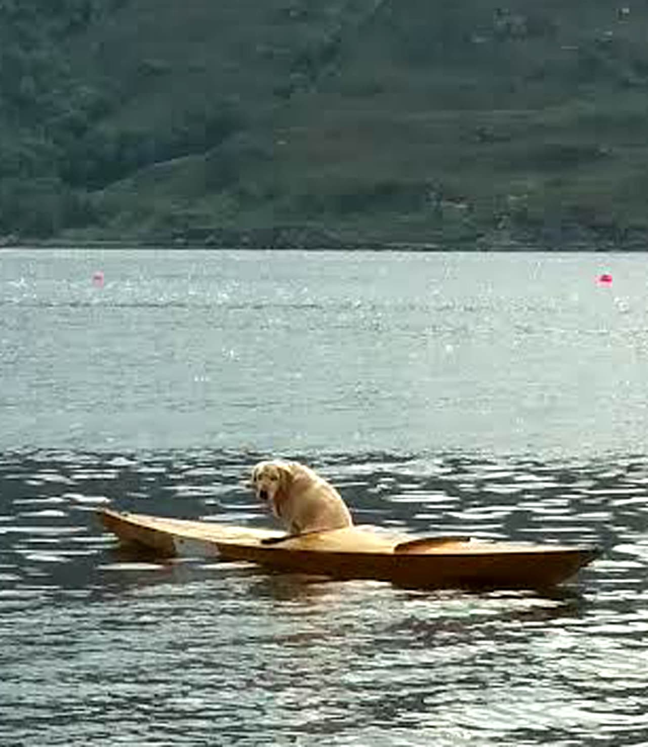 Rosy paseaba con sus jóvenes dueños, quienes nadaban en un lago. Cuando se dieron la vuelta, la vieron alejarse cabizbaja sobre el kayak que los niños llevaban.