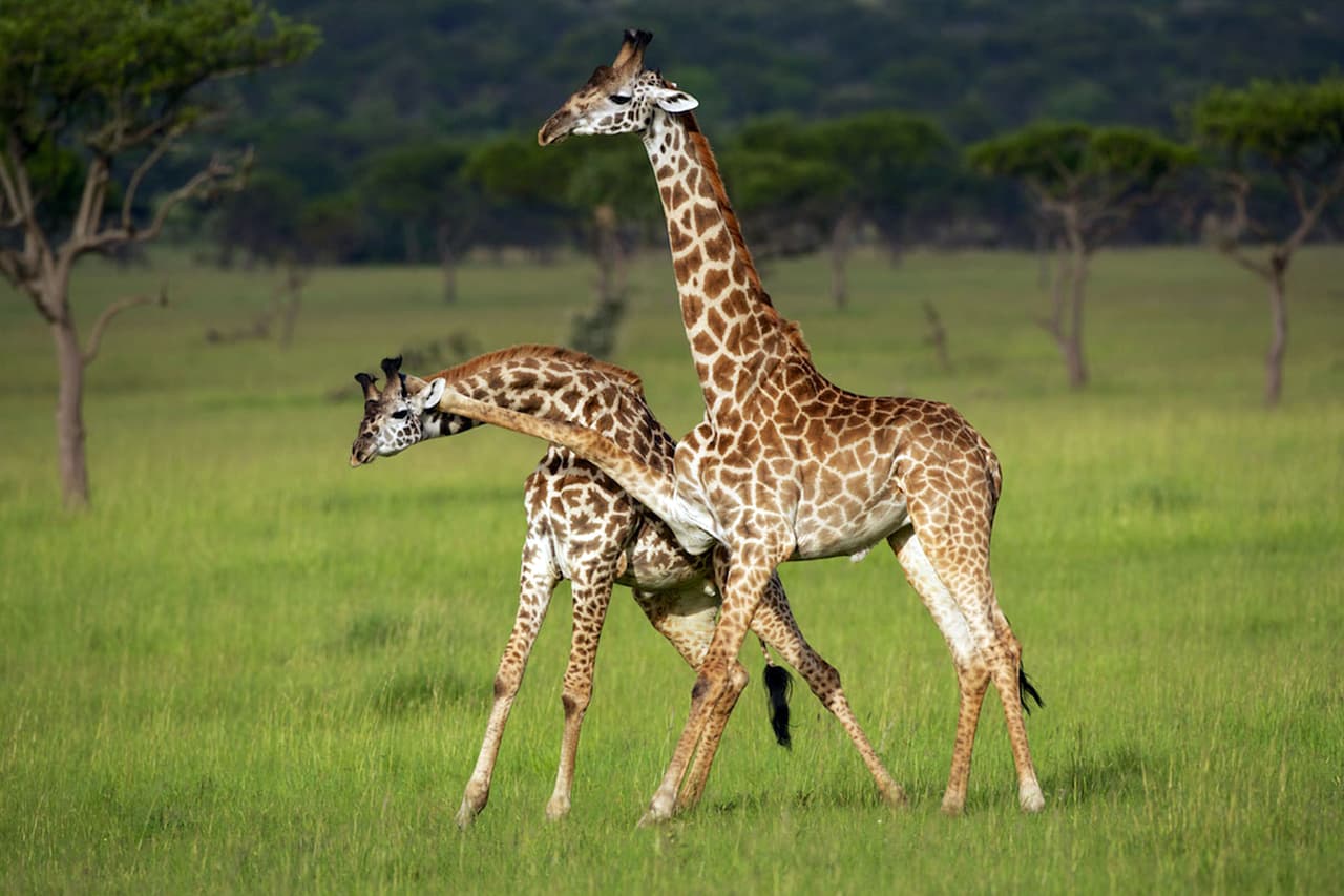 Mientras una de ellas se estiraba, la otra hizo una broma con un movimiento de la cabeza que provocó que la primera no pudiera quitar su pata del cuello.