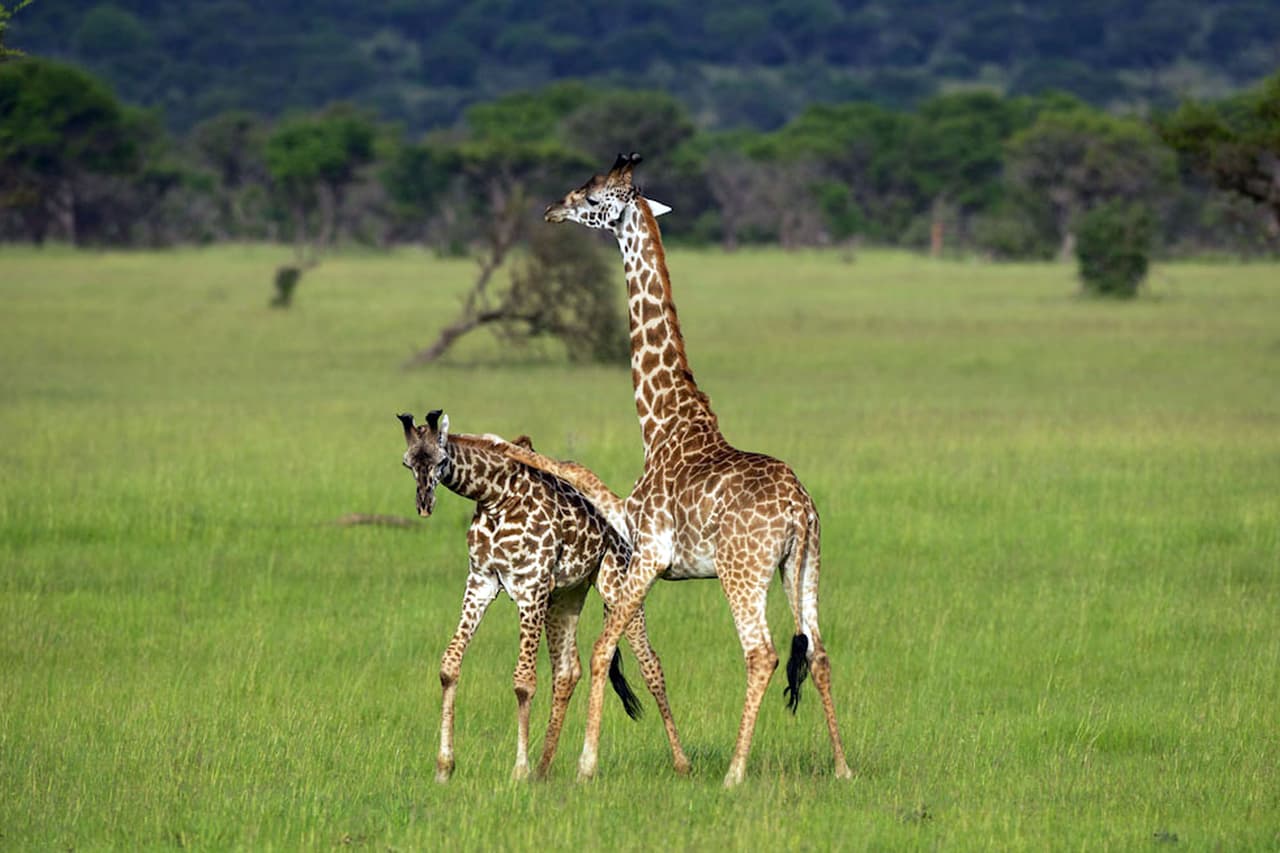 Otra jirafa con una bizarra historia es esta que jugaba con su amiga.