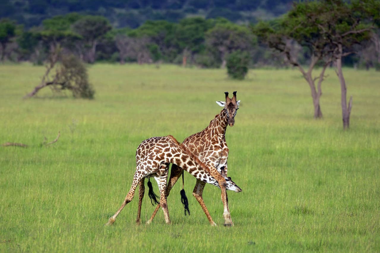 Durante un rato estuvieron así, hasta que la primera jirafa se cansó del cuello y finalmente dejó en libertad a la otra.