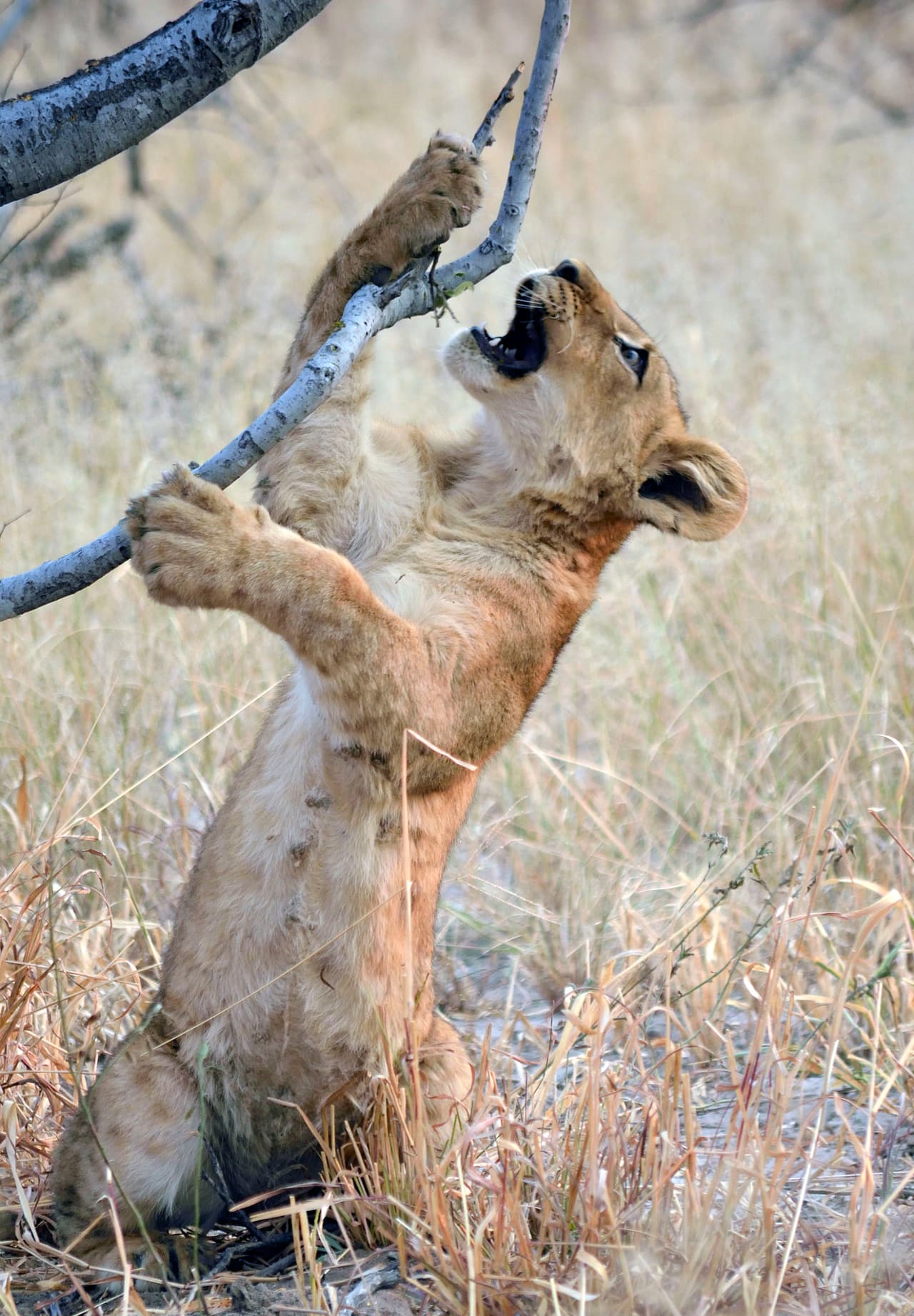 El cachorro de león hizo lo imposible por desatorarse de la rama, hasta que finalmente lo logró.