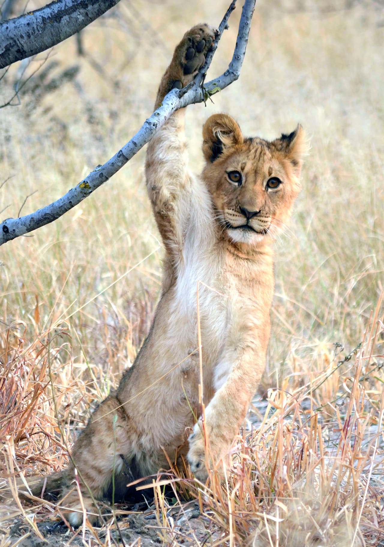 Si tienes o has tenido gatos, sabes que esto es muy frecuente en felinos.
