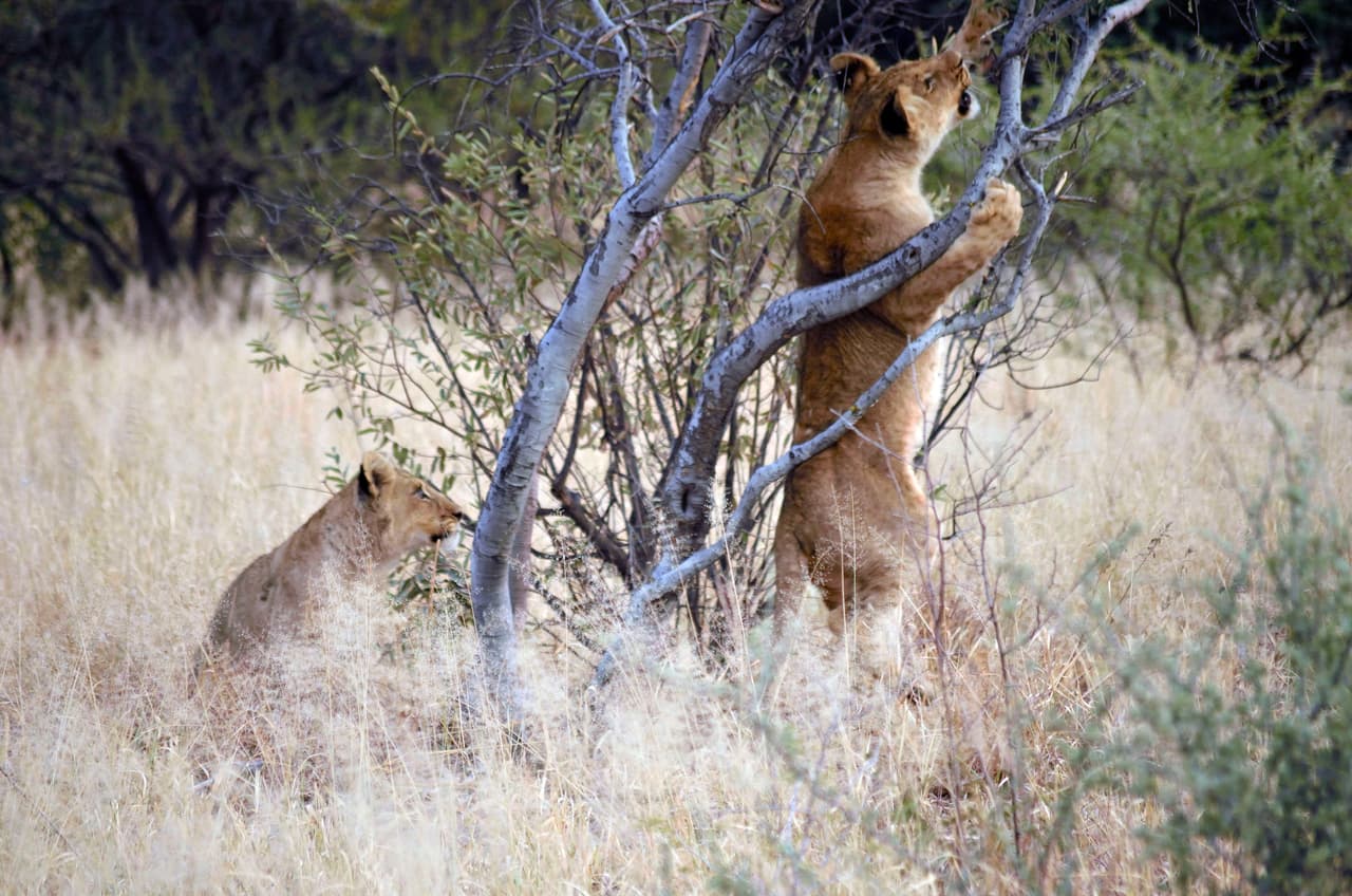 Quedarse atrapado en medio de ramas espinosas no es algo que alguien desearía. Menos aún un felino hijo del 'rey de la selva'.