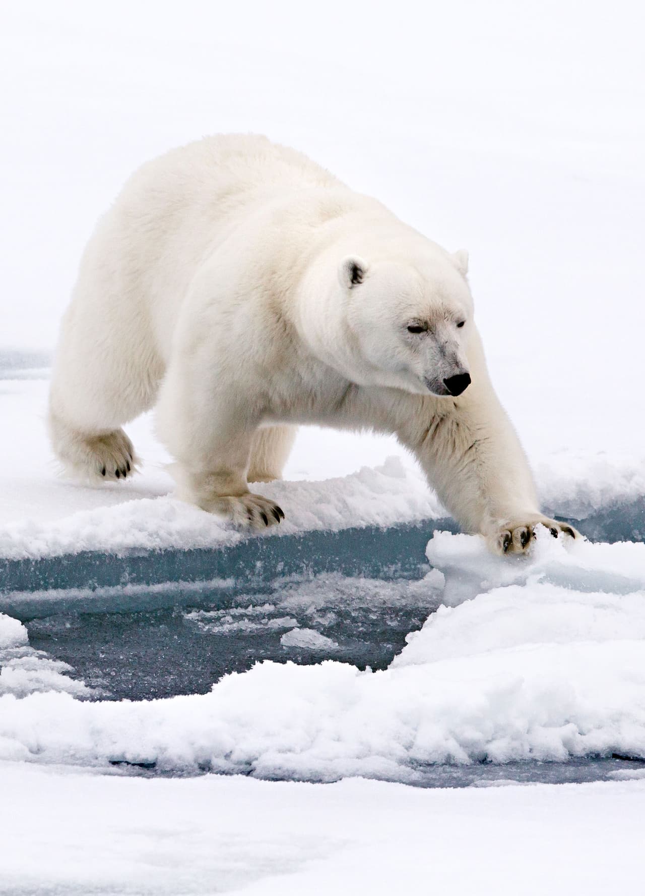 El osito tuvo la suerte de poder regresar a casa.