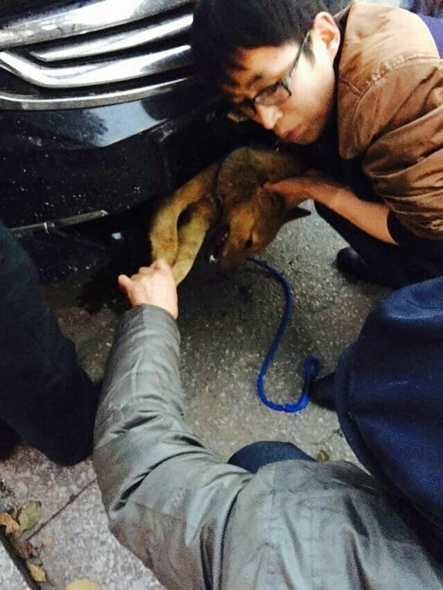 Quien también tuvo una gran historia que contar fue este confundido can.