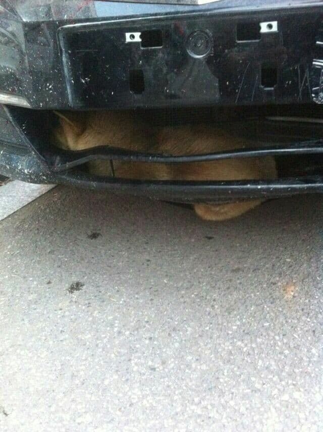 Zhang iba conduciendo en la carretera cuando atropelló un perrito que se cruzó justo en el momento en que él pasaba. Se detuvo, pues creyó que lo había matado.