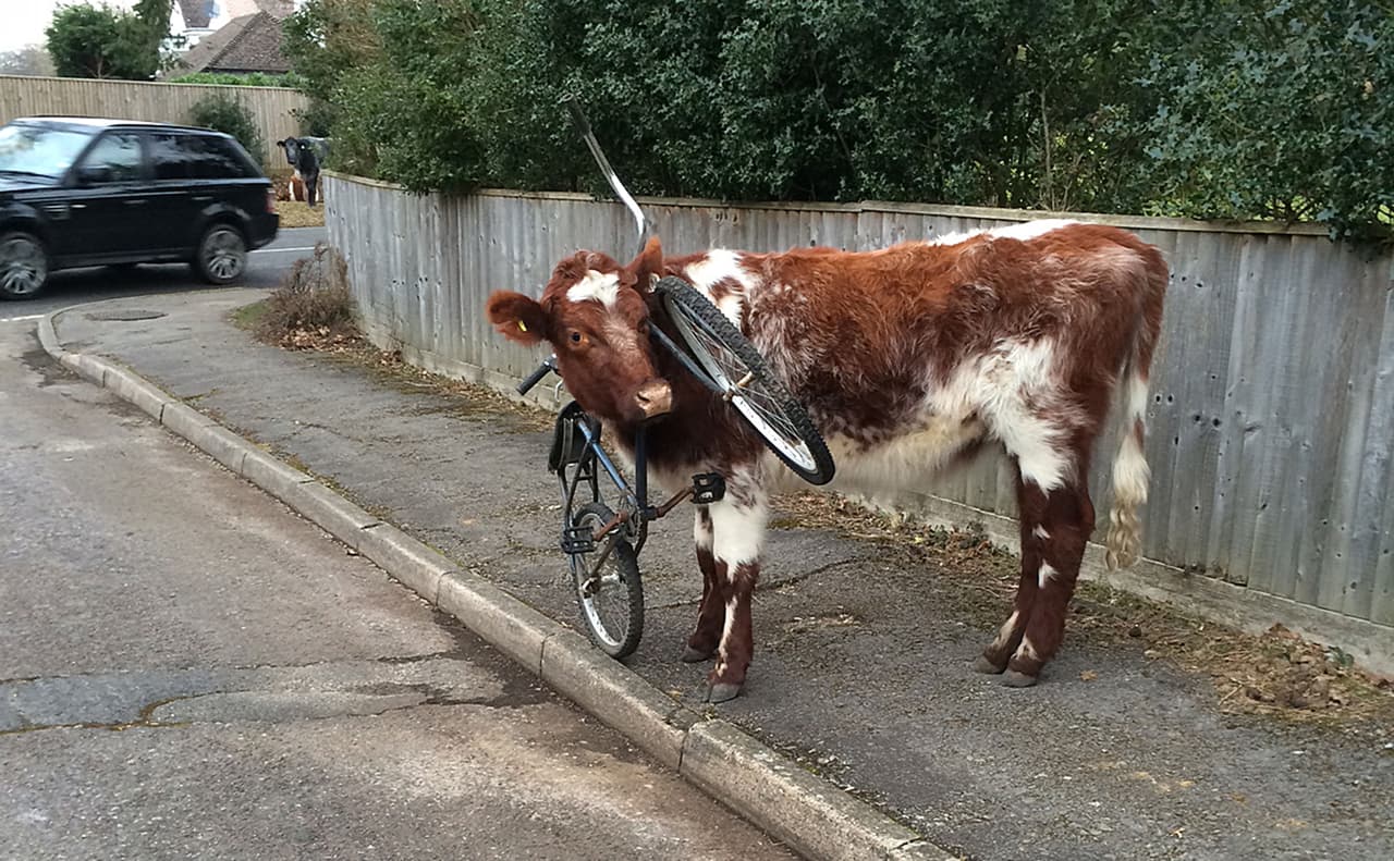 Esta vaca padeció una vergüenza pública al quedarse atorada en una bicicleta.