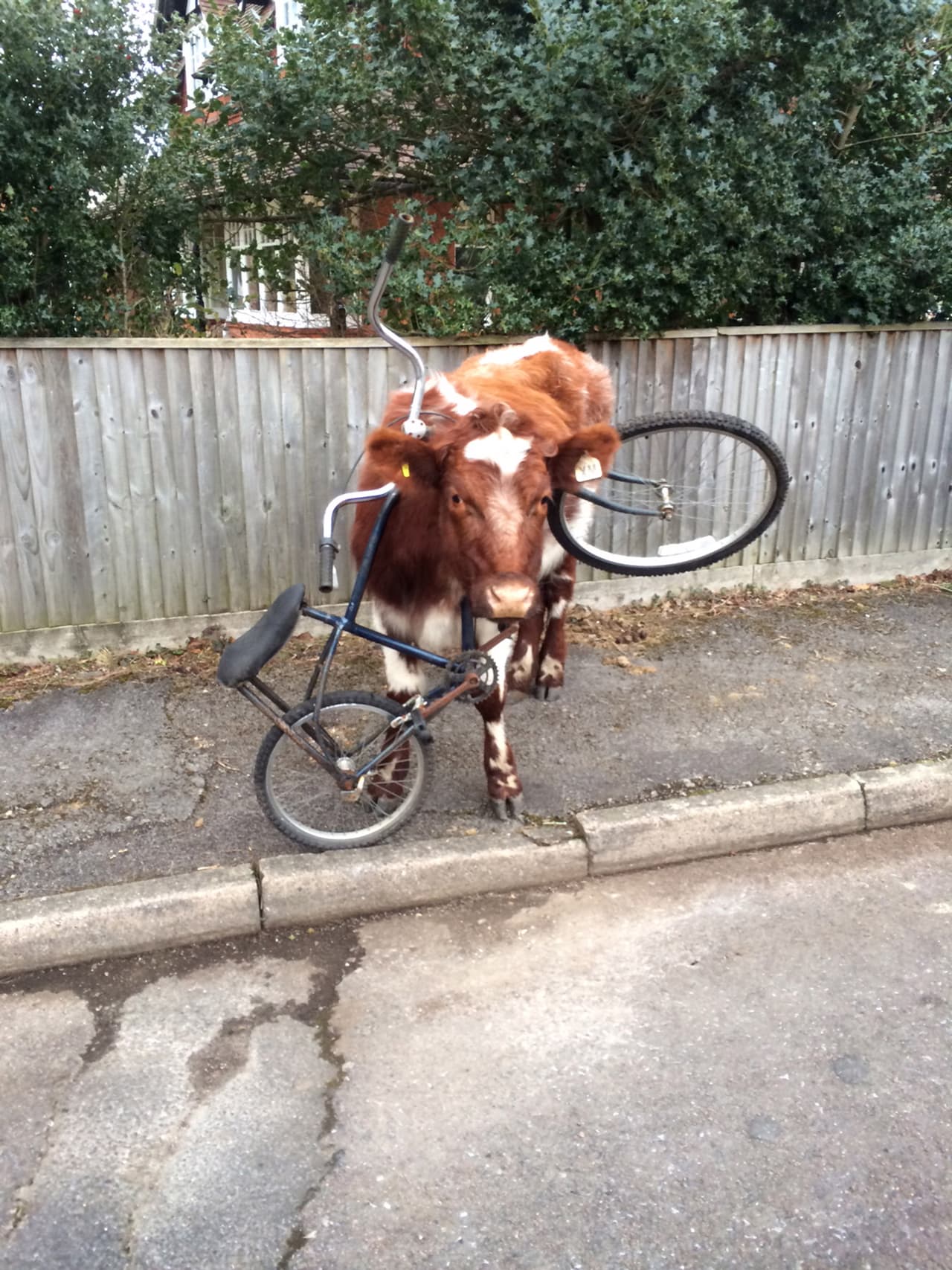Gracias a que mantuvo la calma, personas de Brockenhurst, Hampshire le quitaron de encima la carga pesada.